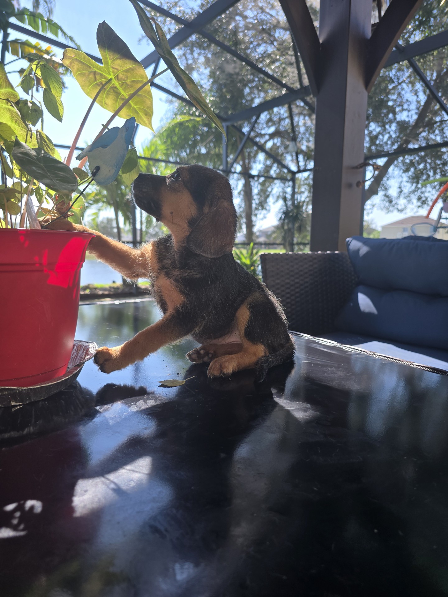 Dog for adoption Stormfront, a Beagle & Norwegian Elkhound Mix in