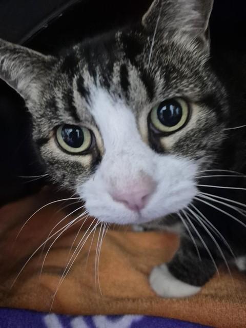 BUDDY, Adoptable, Adult Male Domestic Short Hair.