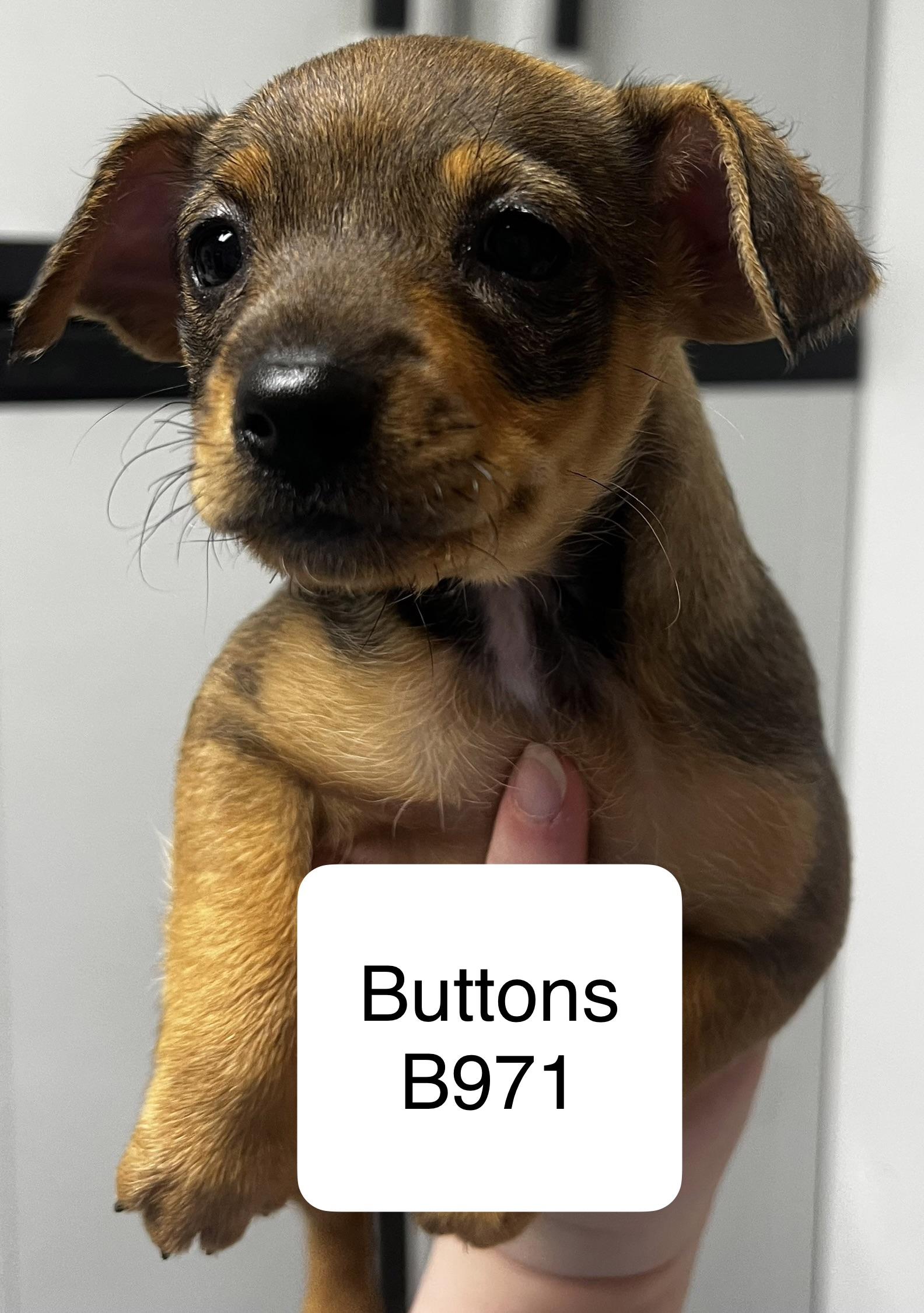 Enlarge Buttons, an adopted mixed breed in Morganton, NC image 1/1
