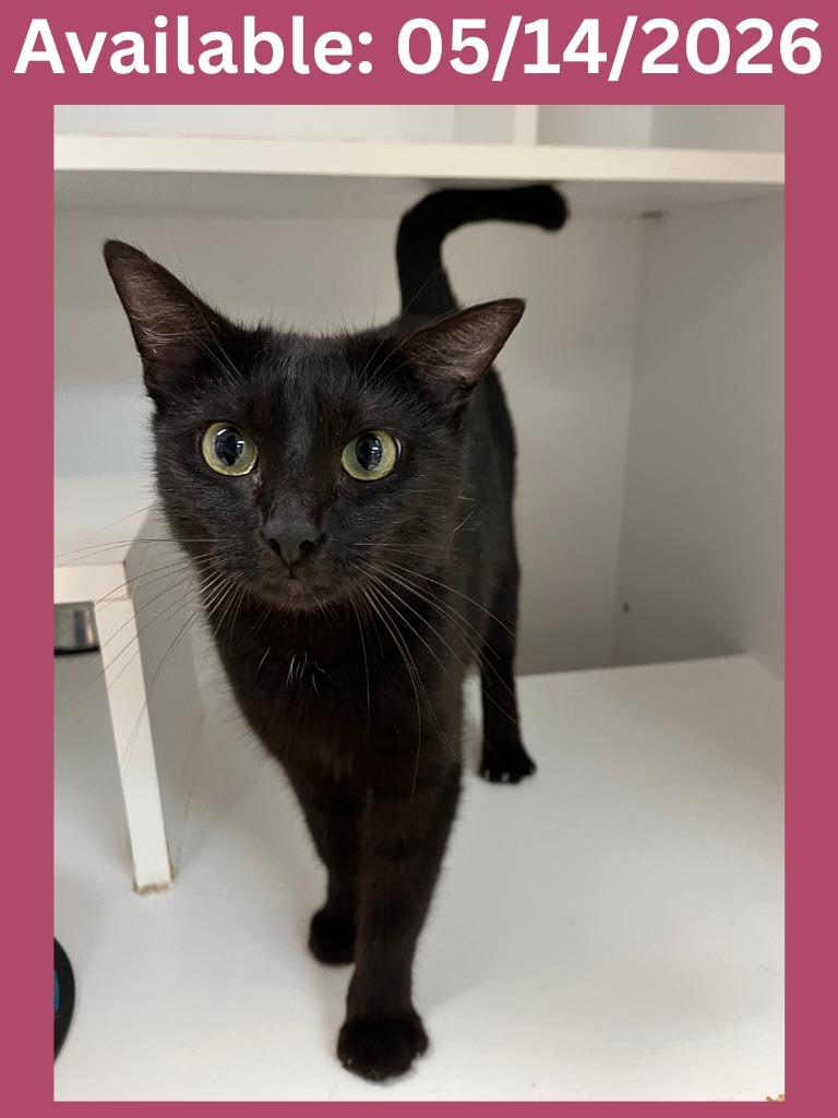 Cat Condo #9 Estrella/Star, Adoptable, Young Female Domestic Short Hair.