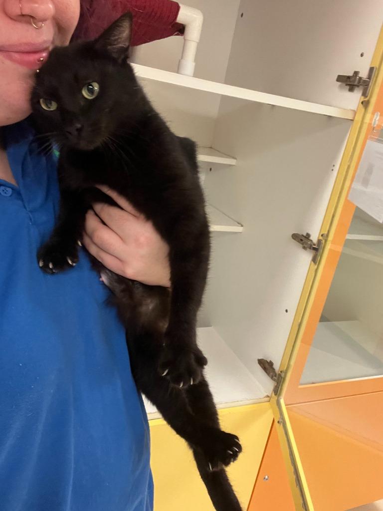 Enlarge Cat Condo #9 Estrella/Star, a Adoptable mixed breed in Greenville, TX image 2/6