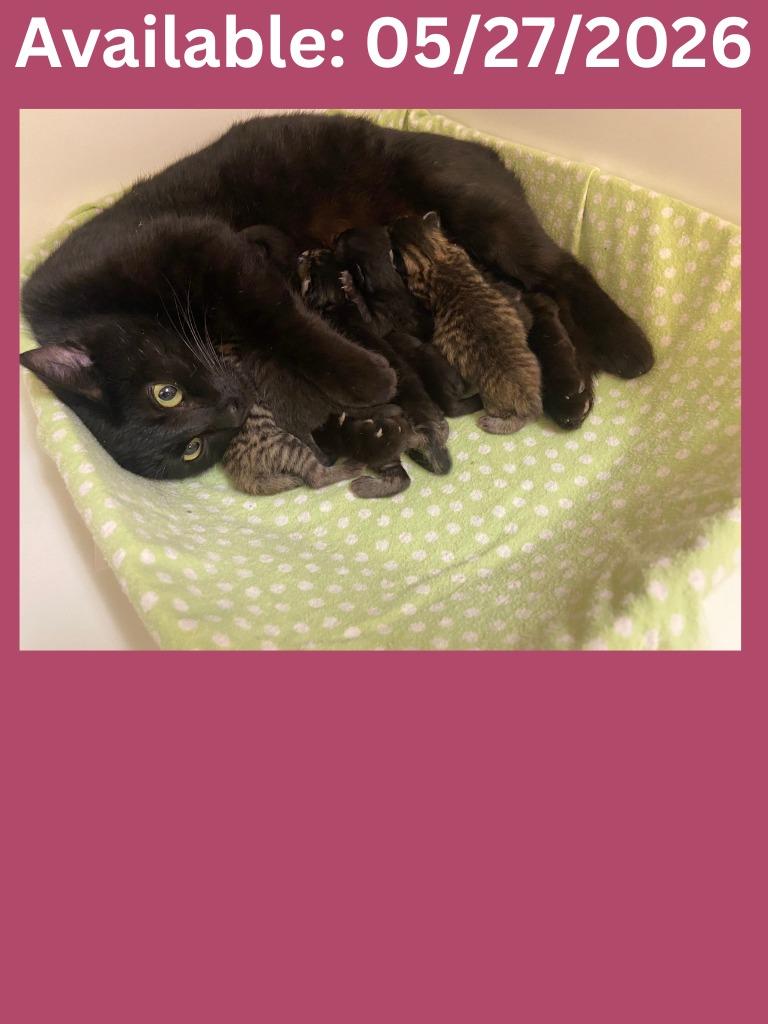 Enlarge Cat Condo #14 Estrella/Star, a Adoptable mixed breed in Greenville, TX image 1/1