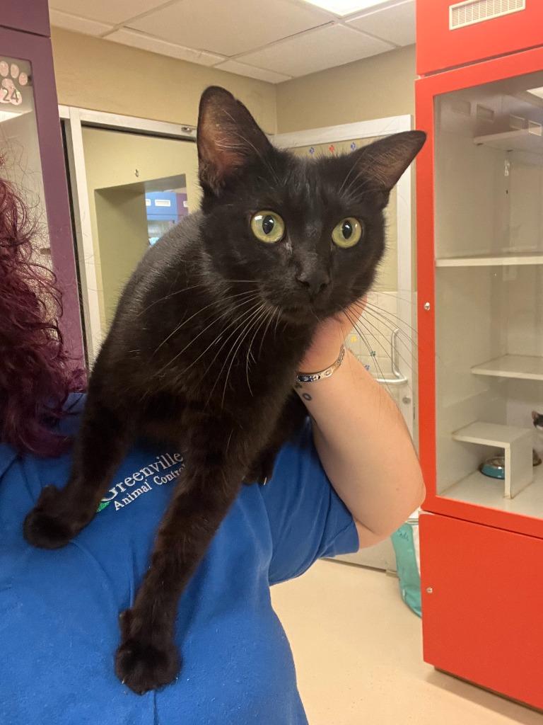 Enlarge Cat Condo #9 Estrella/Star, a Adoptable mixed breed in Greenville, TX image 3/6