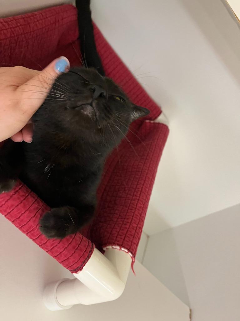 Enlarge Cat Condo #9 Estrella/Star, a Adoptable mixed breed in Greenville, TX image 4/6