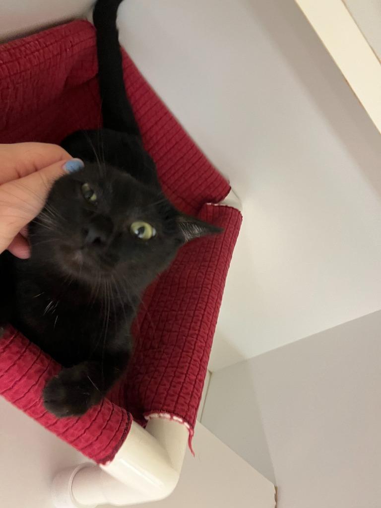 Enlarge Cat Condo #9 Estrella/Star, a Adoptable mixed breed in Greenville, TX image 5/6