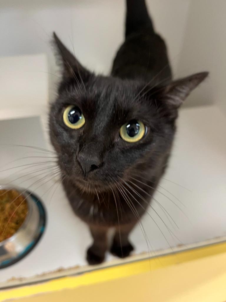 Enlarge Cat Condo #9 Estrella/Star, a Adoptable mixed breed in Greenville, TX image 6/6