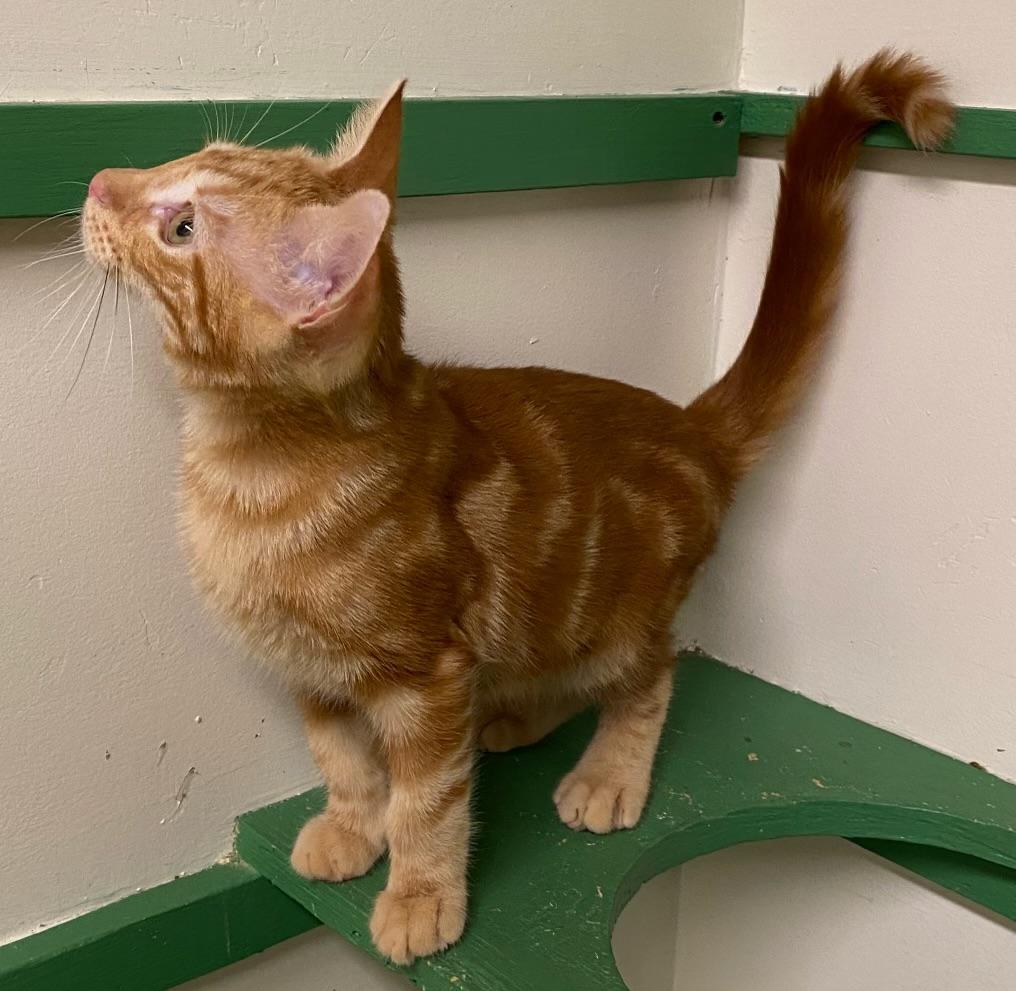 Enlarge Garfield, a Adoptable Domestic Short Hair in Los Angeles, CA image 2/3