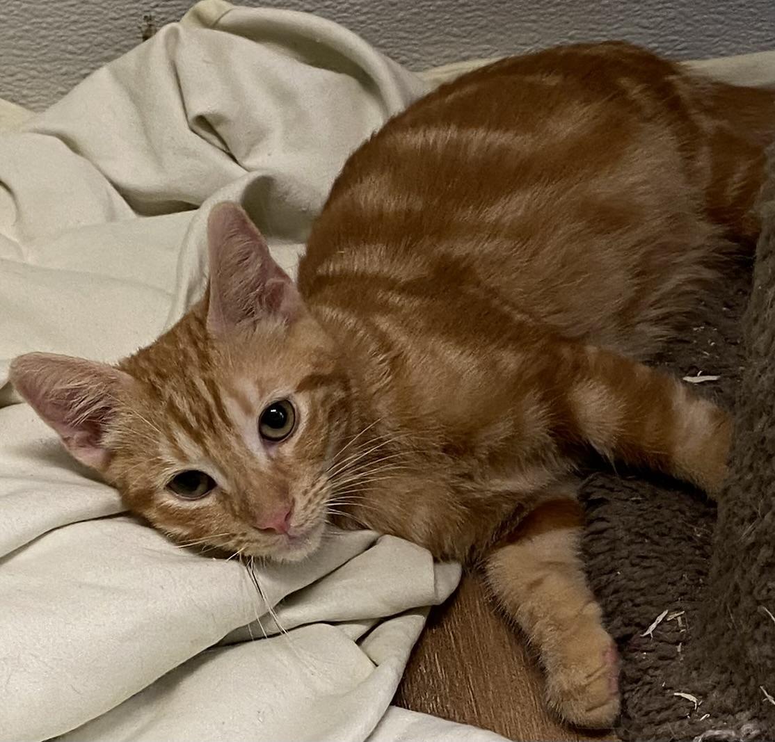 Enlarge Garfield, a Adoptable Domestic Short Hair in Los Angeles, CA image 3/3