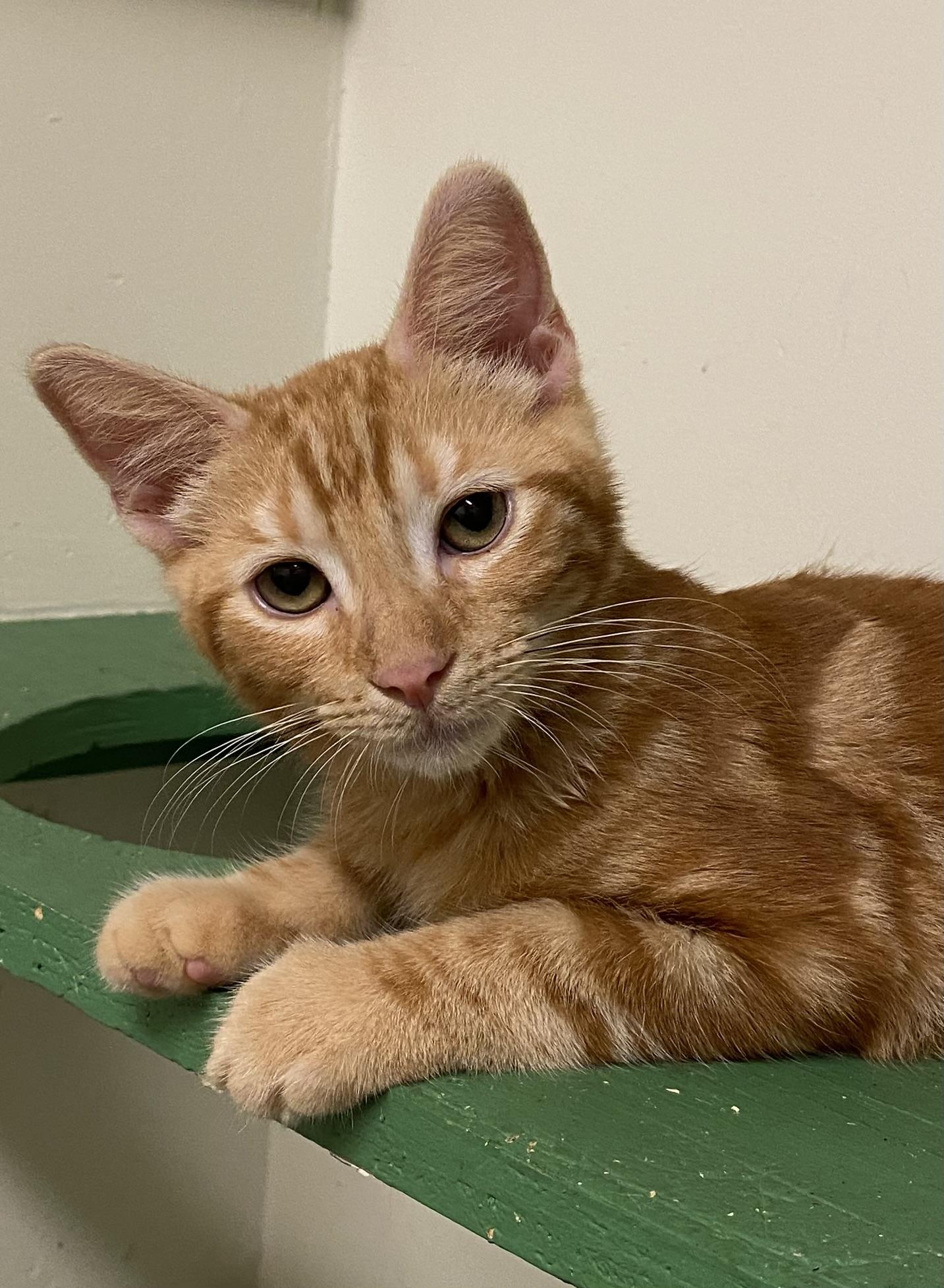 Garfield, Adoptable, Kitten Male Domestic Short Hair.