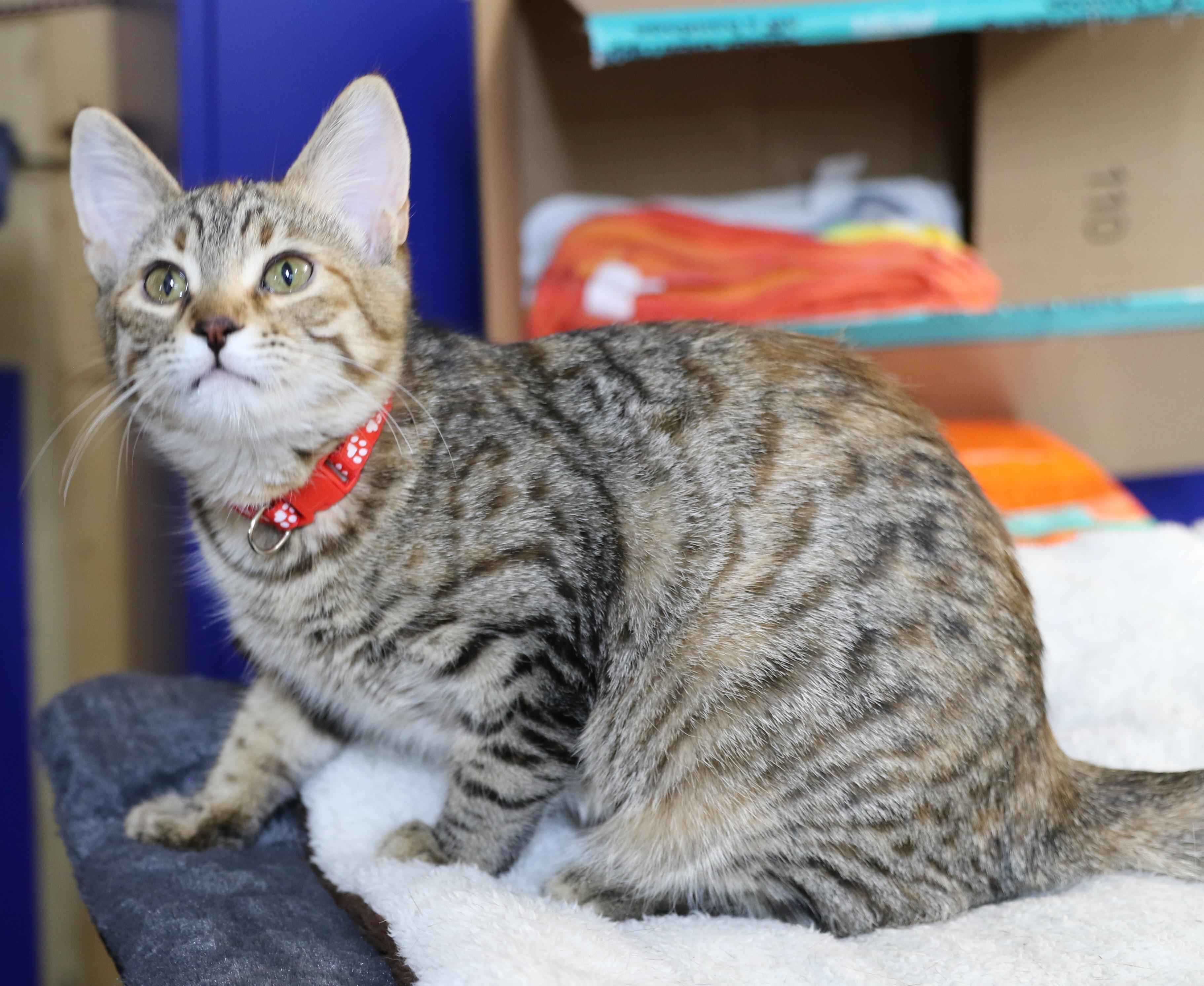 Flynn, an adoptable Domestic Short Hair, Tabby in Cut Bank, MT, 59427 | Photo Image 6