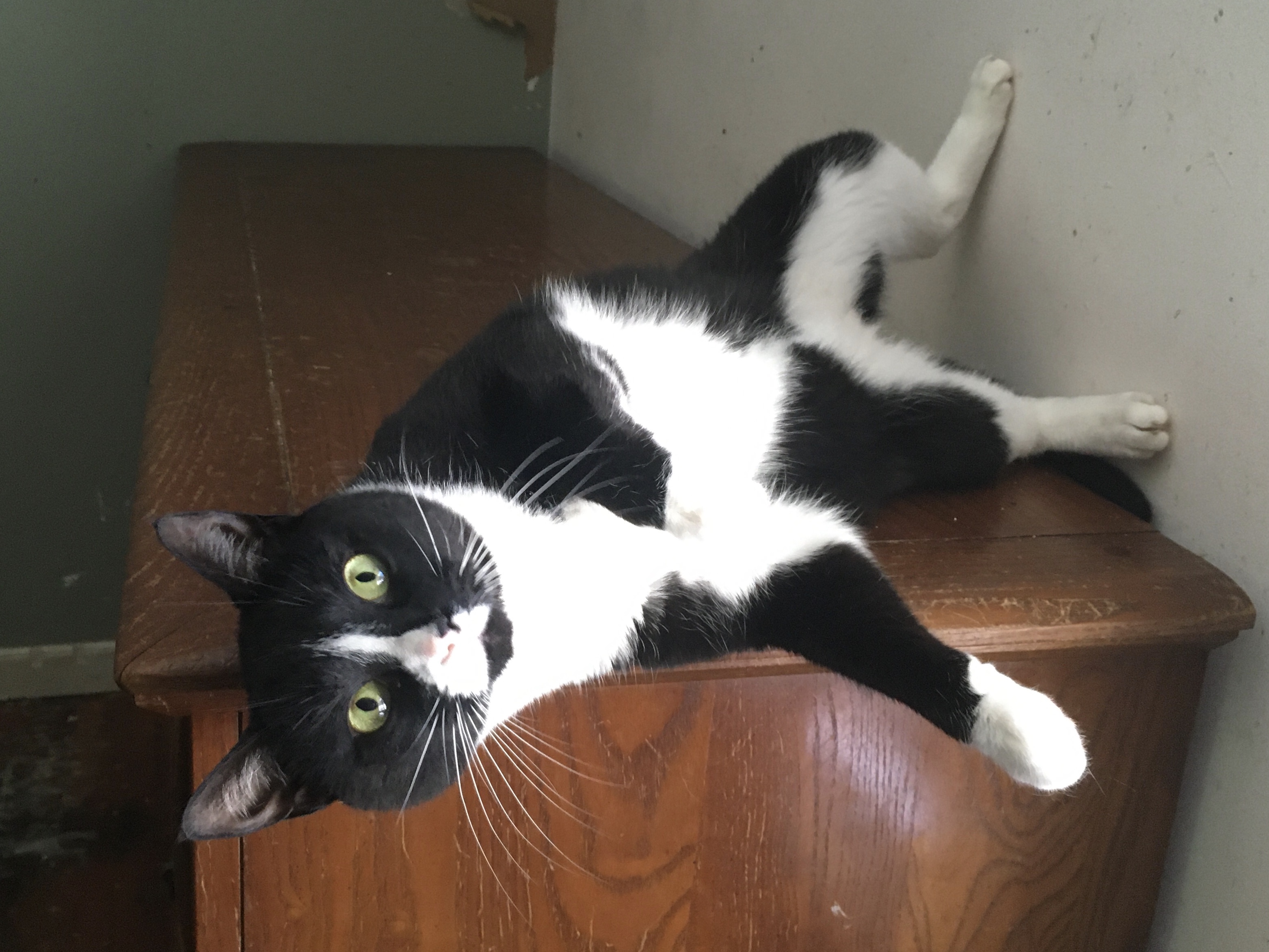 Blaze, Adoptable, Adult Male Domestic Short Hair.
