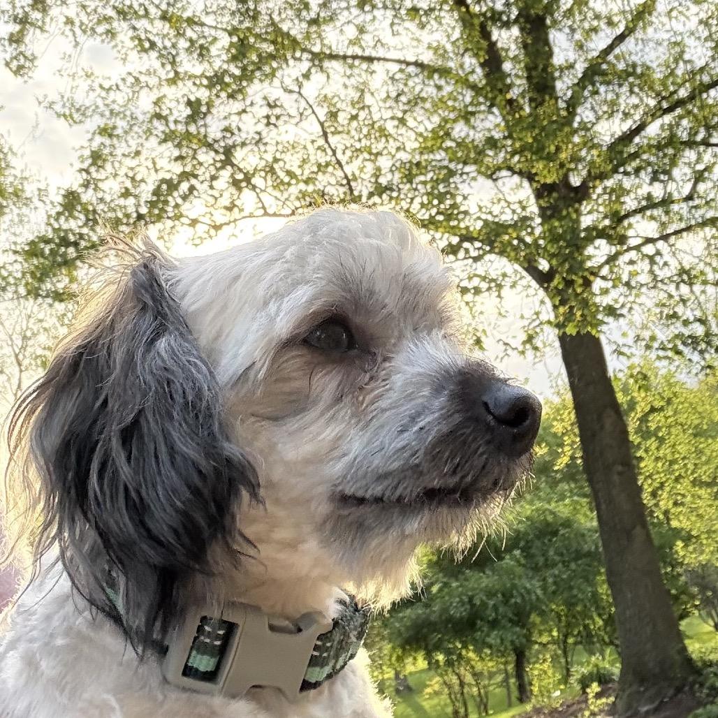 Louie, Adoptable, Young Male Poodle & Havanese.