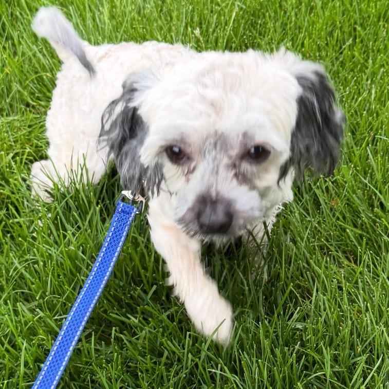 Louie, a Adoptable mixed breed in Kokomo, IN image 2/3