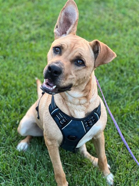 BISHOP- IN FOSTER, Adoptable, Adult Male German Shepherd Dog.