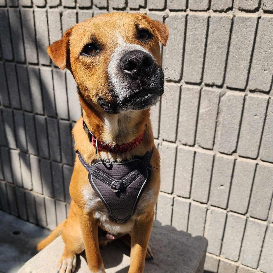 Valentin, Baby Male Mixed Breed