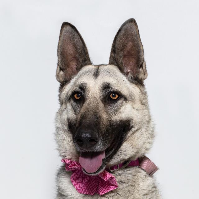 Enlarge ROXIE, a Adoptable German Shepherd Dog in Santa Maria, CA image 1/1