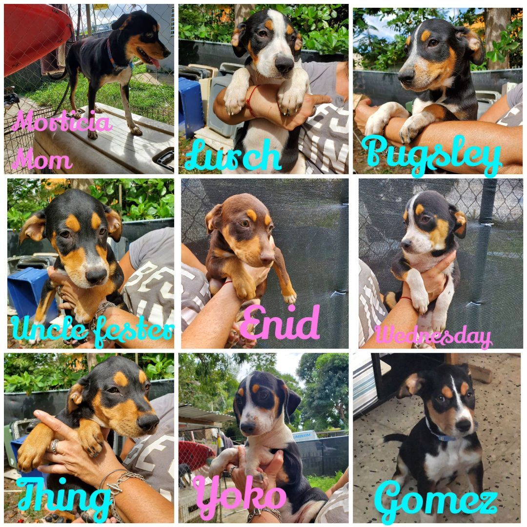 Enlarge Wednesday, a Adoptable mixed breed in Pittsfield, MA image 7/8