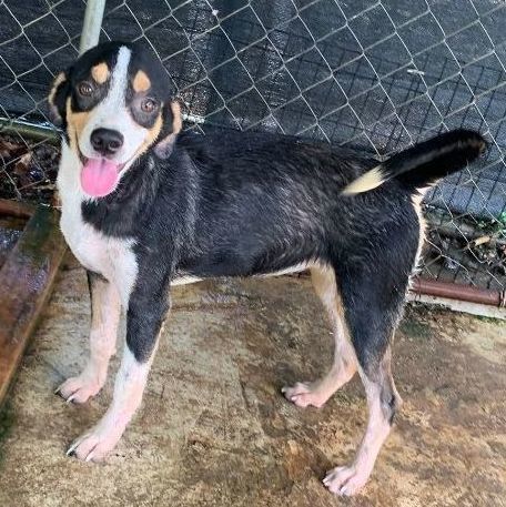 Wednesday, a Adoptable mixed breed in Pittsfield, MA image 1/8
