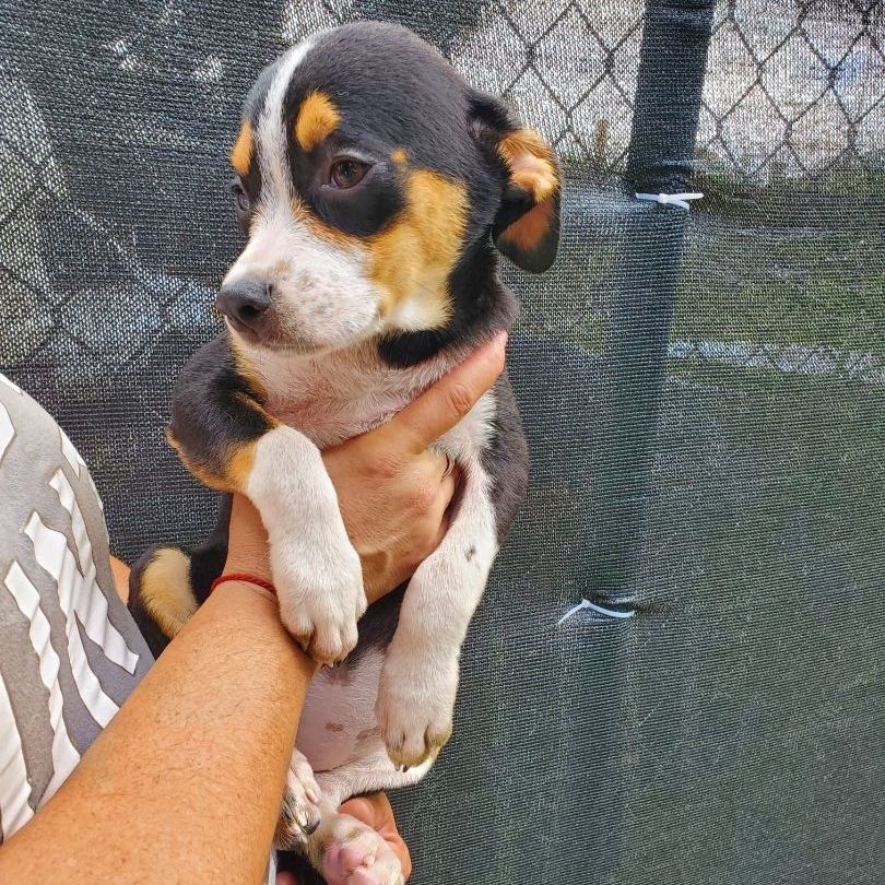 Enlarge Wednesday, a Adoptable mixed breed in Pittsfield, MA image 8/8