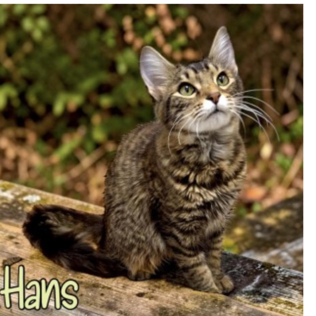 Enlarge Hans, a Adoptable Domestic Short Hair in Granby, MO image 1/1