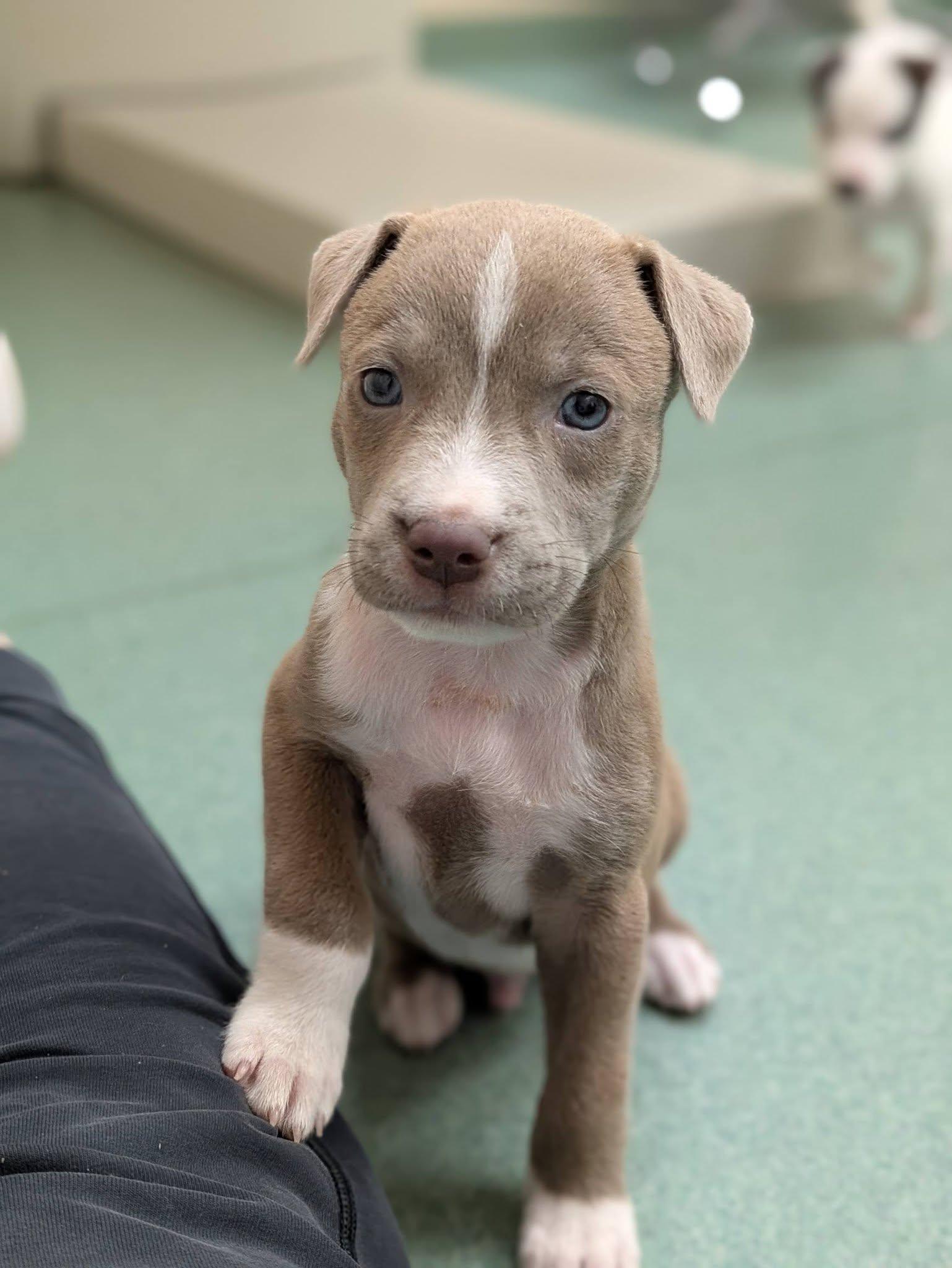 Mack, Adopted, Puppy Male Mixed Breed.