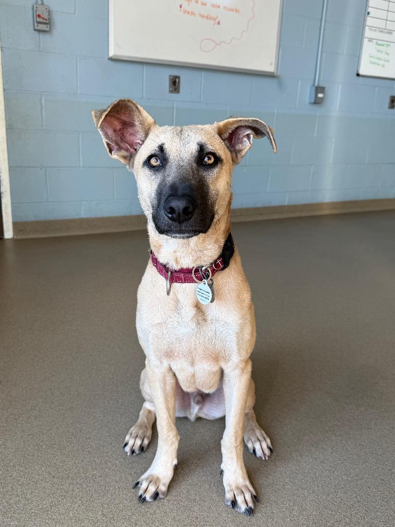 Murphy, Adoptable, Puppy Male Shepherd & Black Mouth Cur.