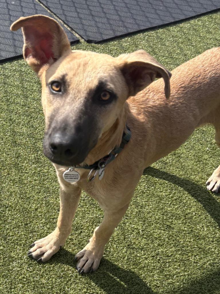 Murphy, Adoptable, Puppy Male Shepherd & Black Mouth Cur.