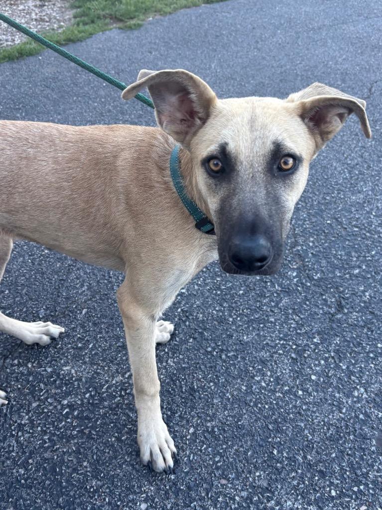 Enlarge Murphy, a Adoptable mixed breed in North Syracuse, NY image 3/3