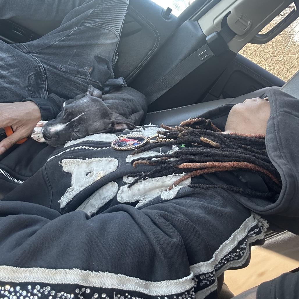 Jordan, Adoptable, Puppy Male Mixed Breed.