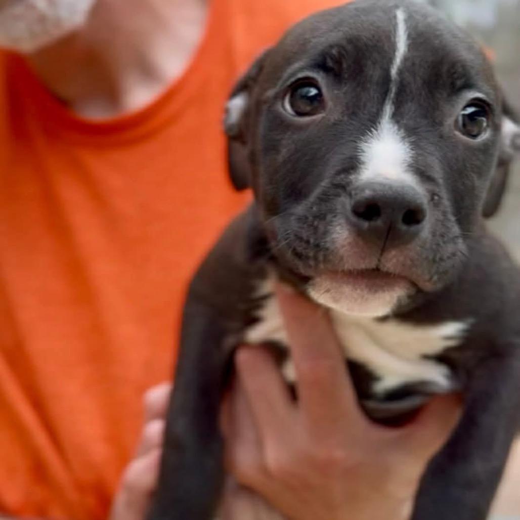Enlarge Jordan, a Adoptable Mixed Breed in Springboro, OH image 2/2