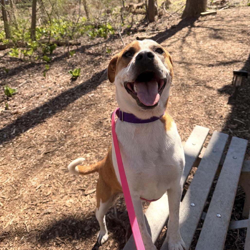 Ollie, Adoptable, Young Male Hound & Mixed Breed.