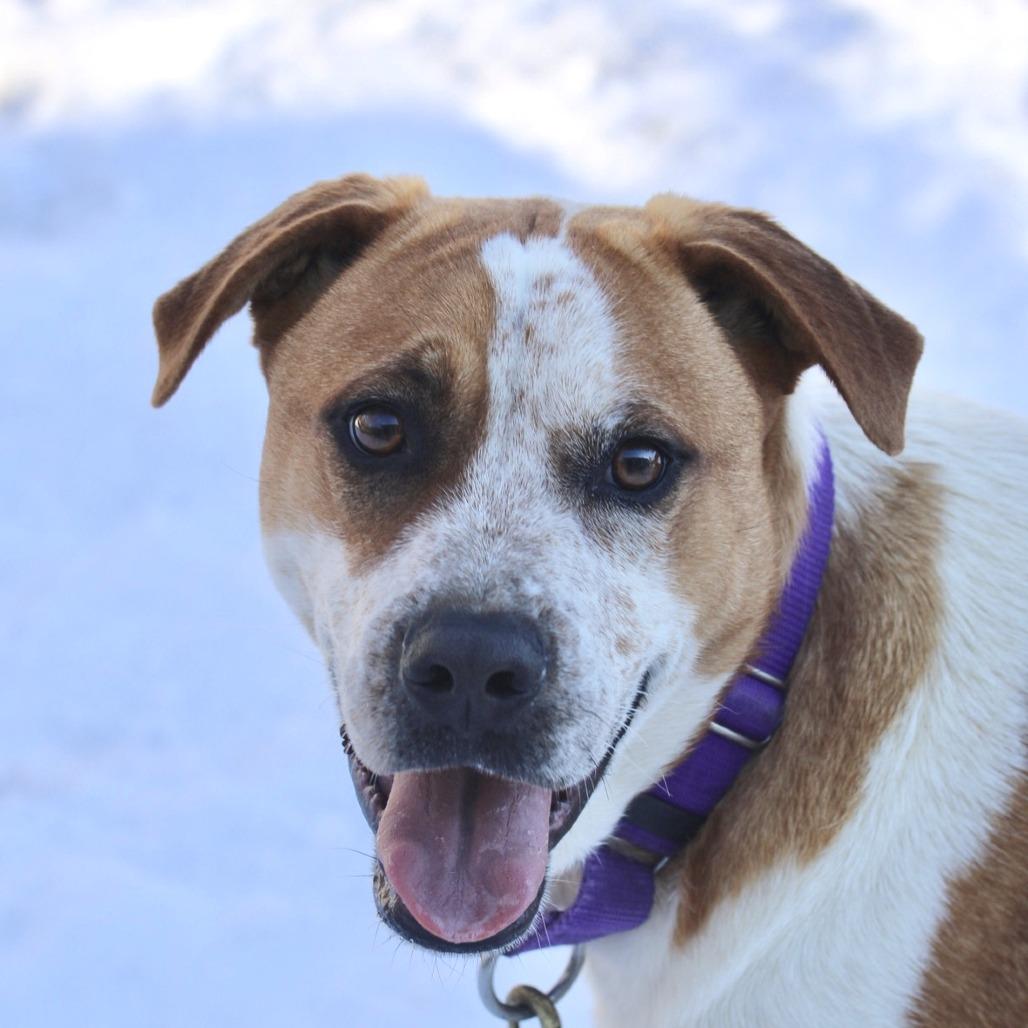 Enlarge Ollie, a Adoptable mixed breed in Briarcliff Manor, NY image 2/4