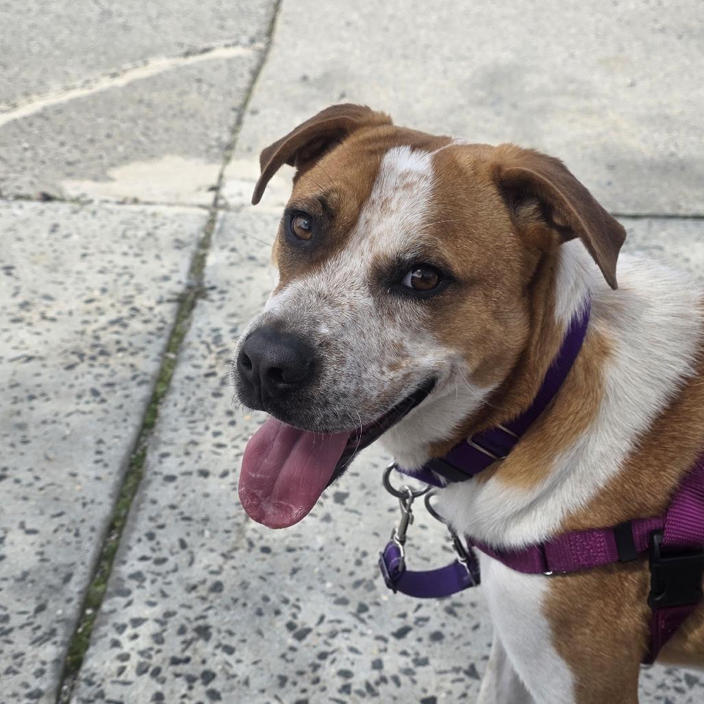 Enlarge Ollie, a Adoptable mixed breed in Briarcliff Manor, NY image 3/6