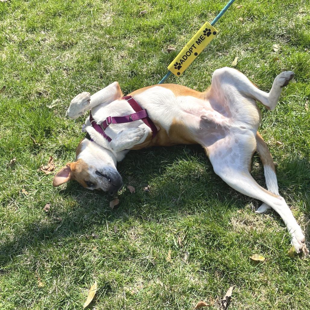 Enlarge Ollie, a Adoptable mixed breed in Briarcliff Manor, NY image 3/4