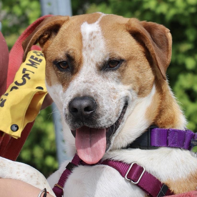 Enlarge Ollie, a Adoptable mixed breed in Briarcliff Manor, NY image 5/6