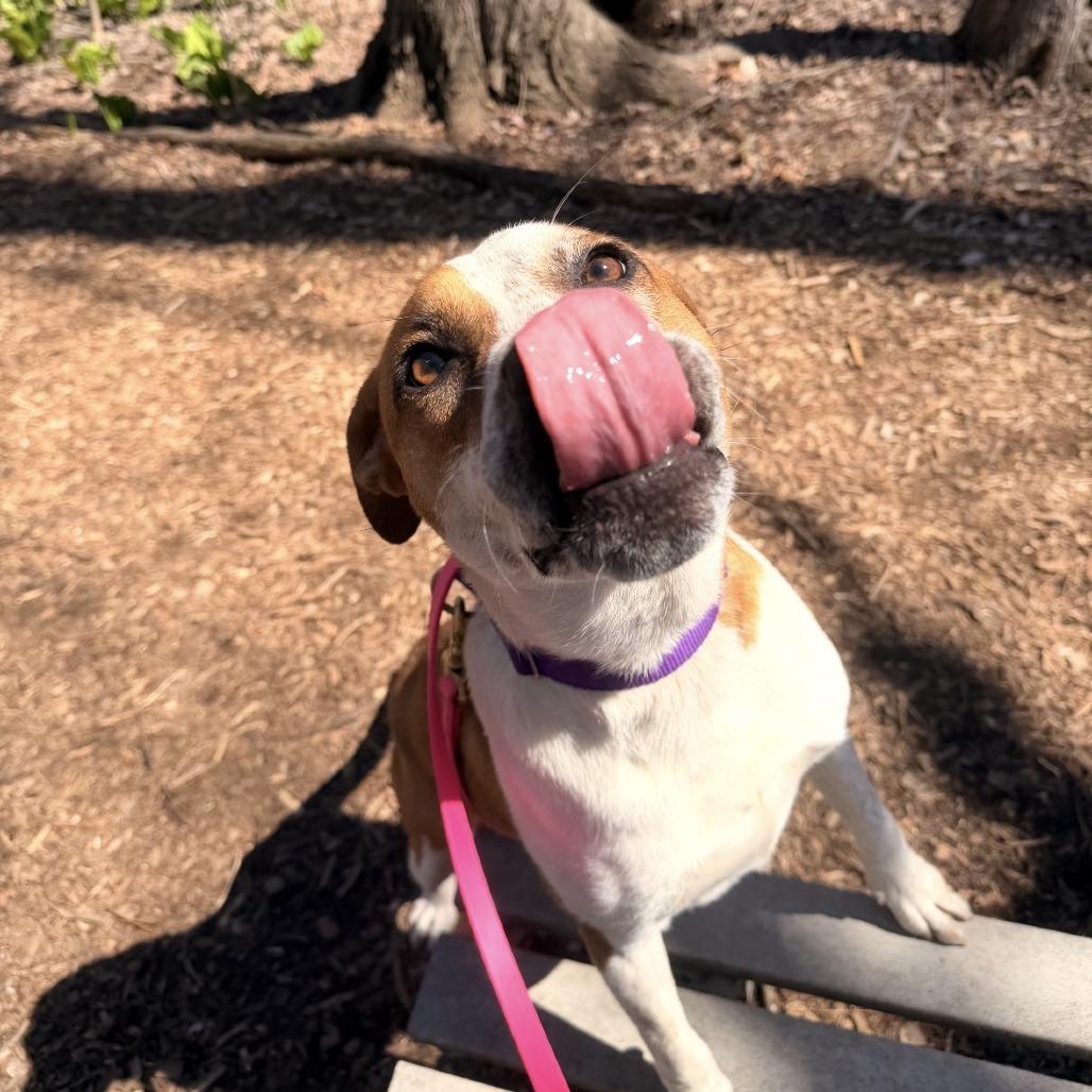 Enlarge Ollie, a Adoptable mixed breed in Briarcliff Manor, NY image 4/4