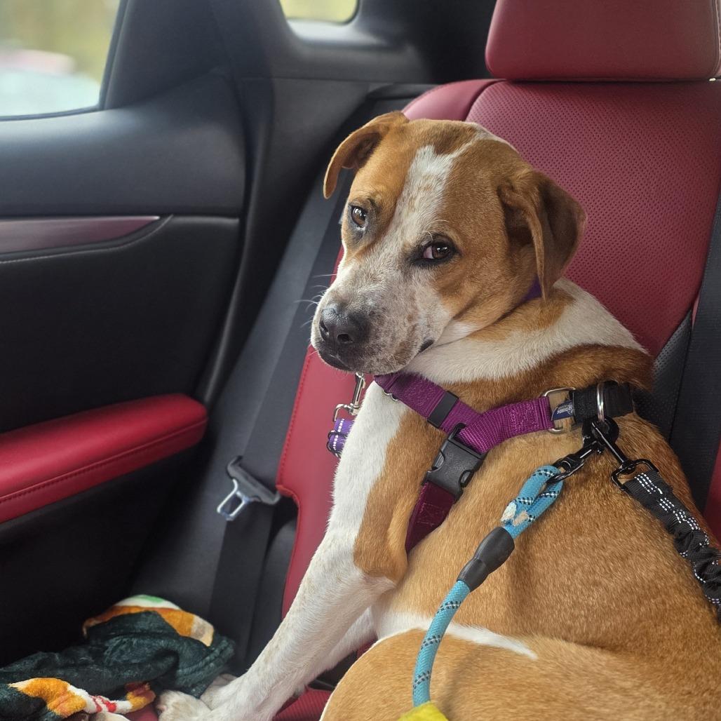Enlarge Ollie, a Adoptable mixed breed in Briarcliff Manor, NY image 6/6