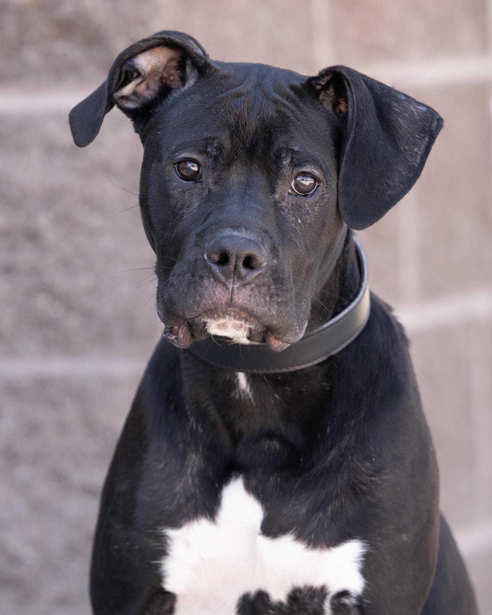 DUKE, an adoptable Boxer in Moab, UT, 84532 | Photo Image 1