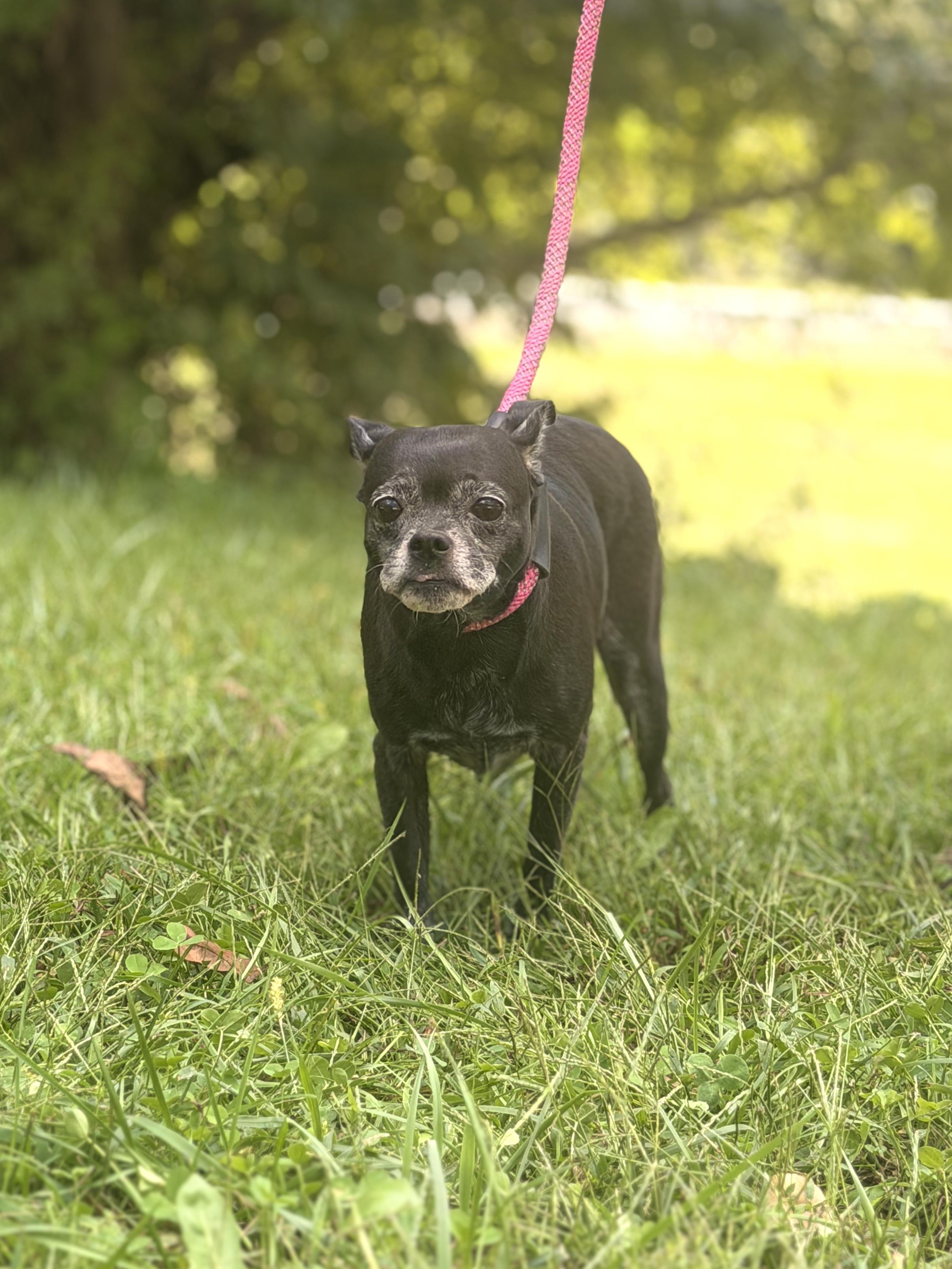Enlarge Lupa, a Adoptable mixed breed in Gradyville, KY image 2/6