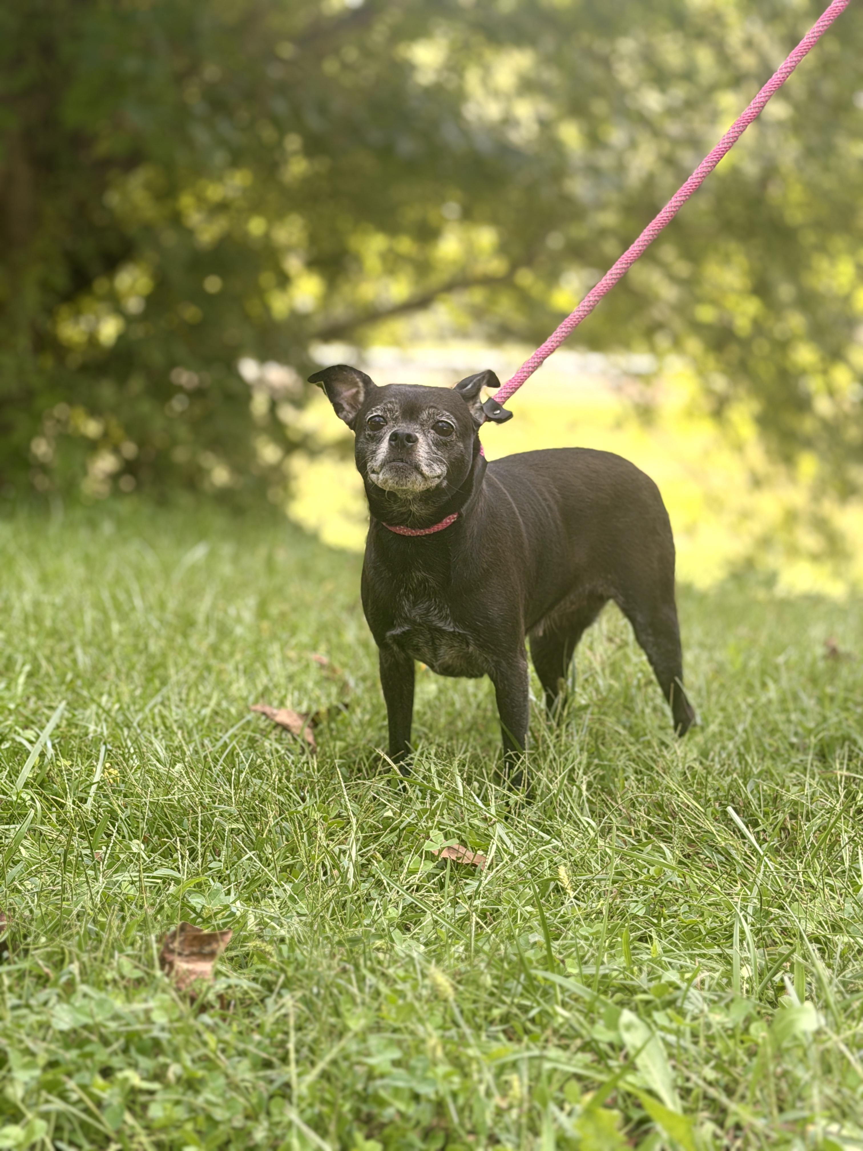Lupa, Adoptable, Adult Female Boston Terrier & Chihuahua.