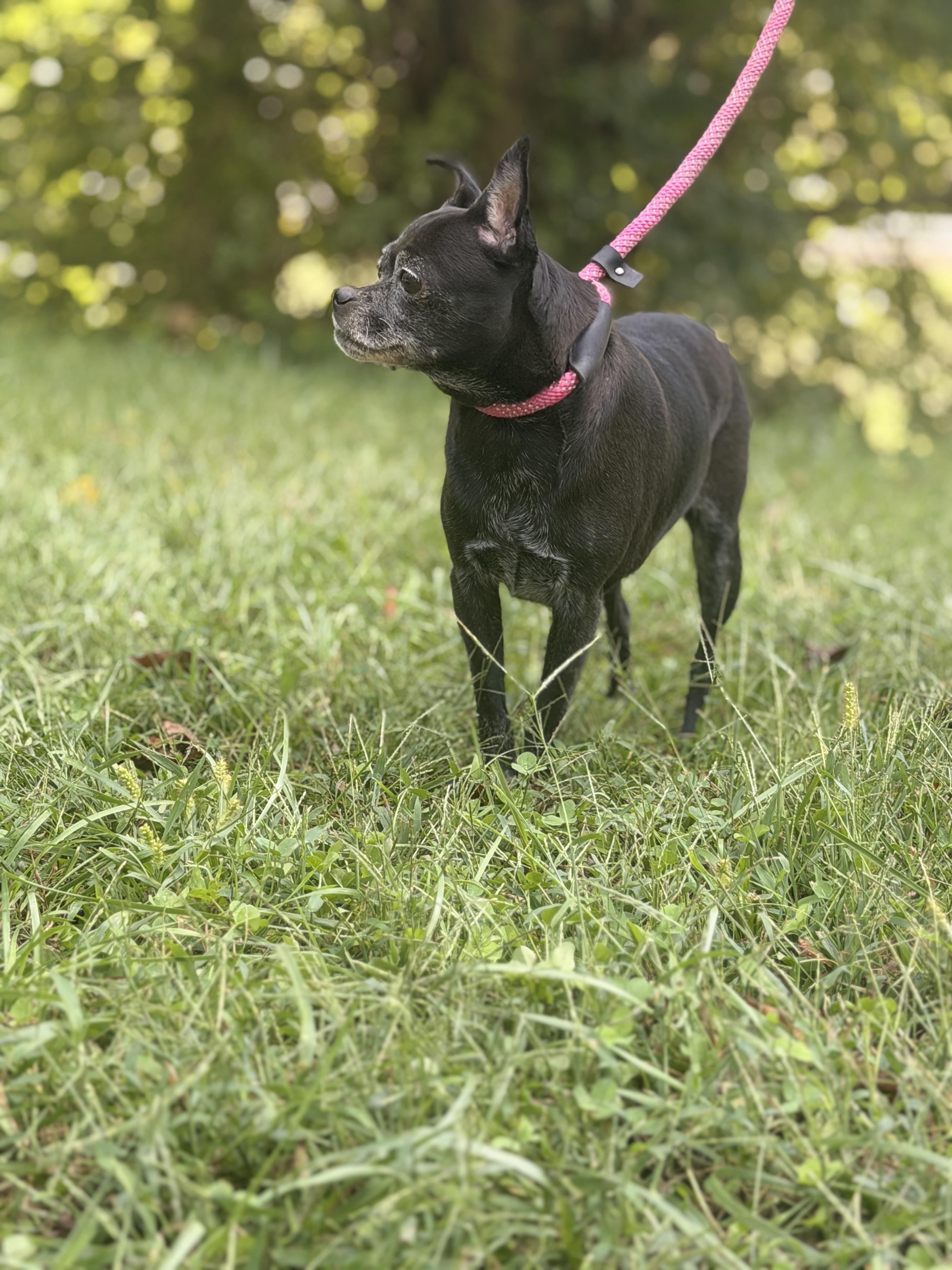 Enlarge Lupa, a Adoptable mixed breed in Gradyville, KY image 5/6