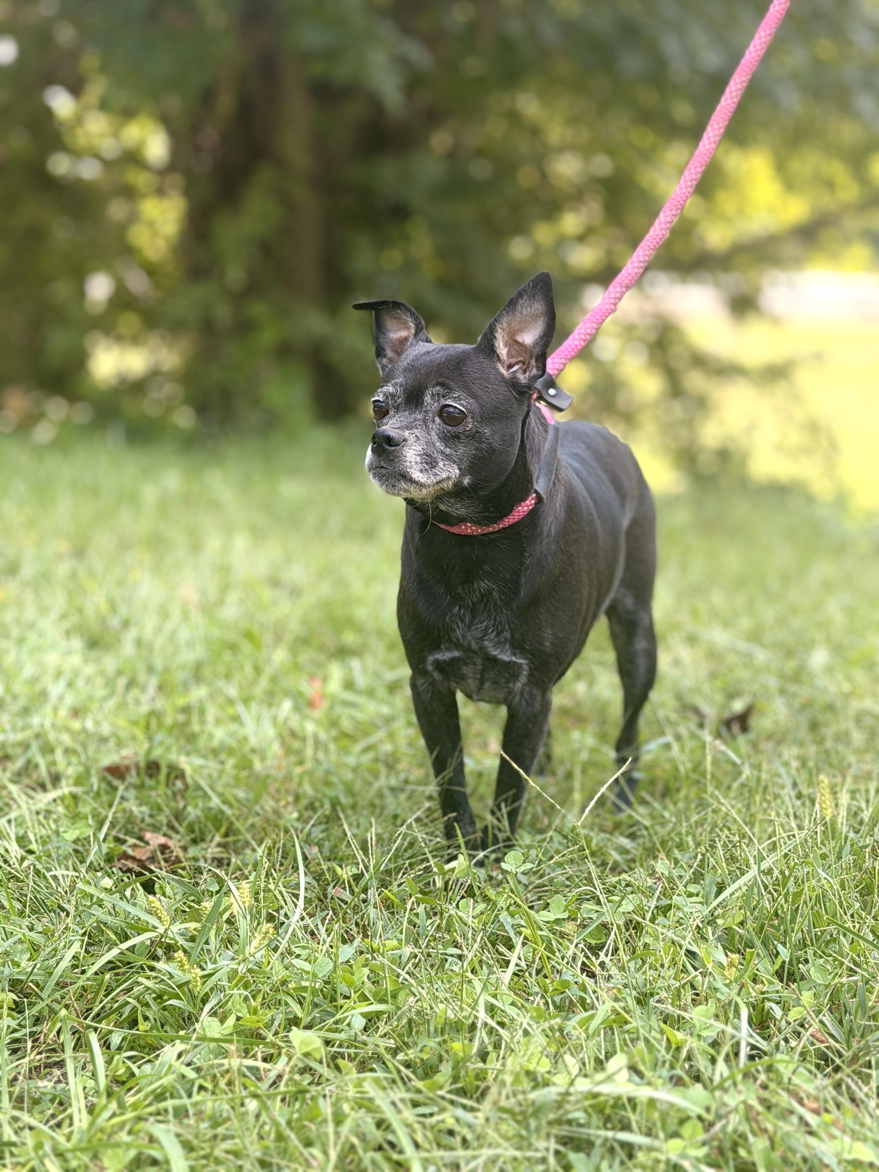 Enlarge Lupa, a Adoptable mixed breed in Gradyville, KY image 3/6