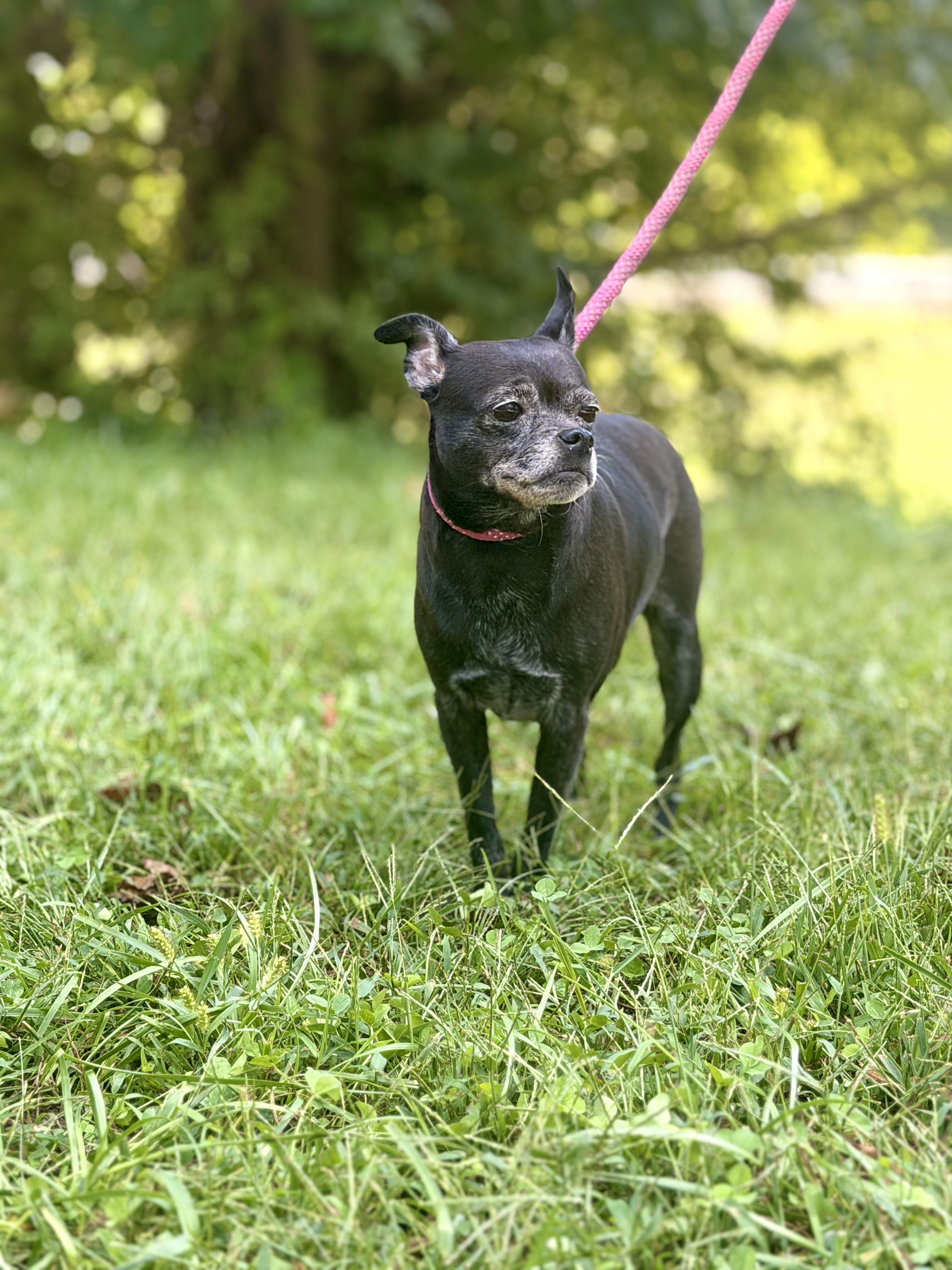 Enlarge Lupa, a Adoptable mixed breed in Gradyville, KY image 4/6