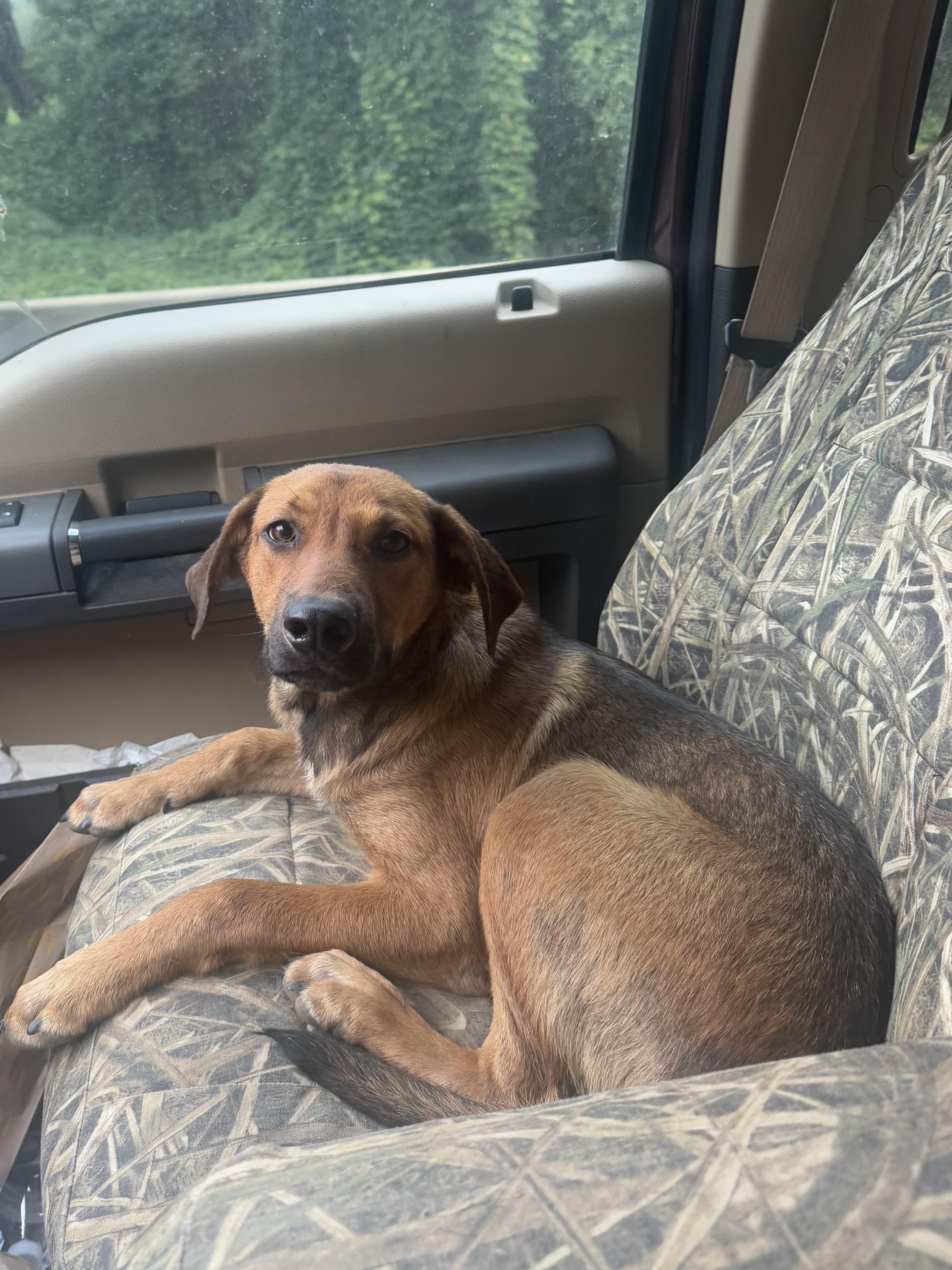 Enlarge Bruno, a Adoptable mixed breed in Holly Springs, MS image 1/3