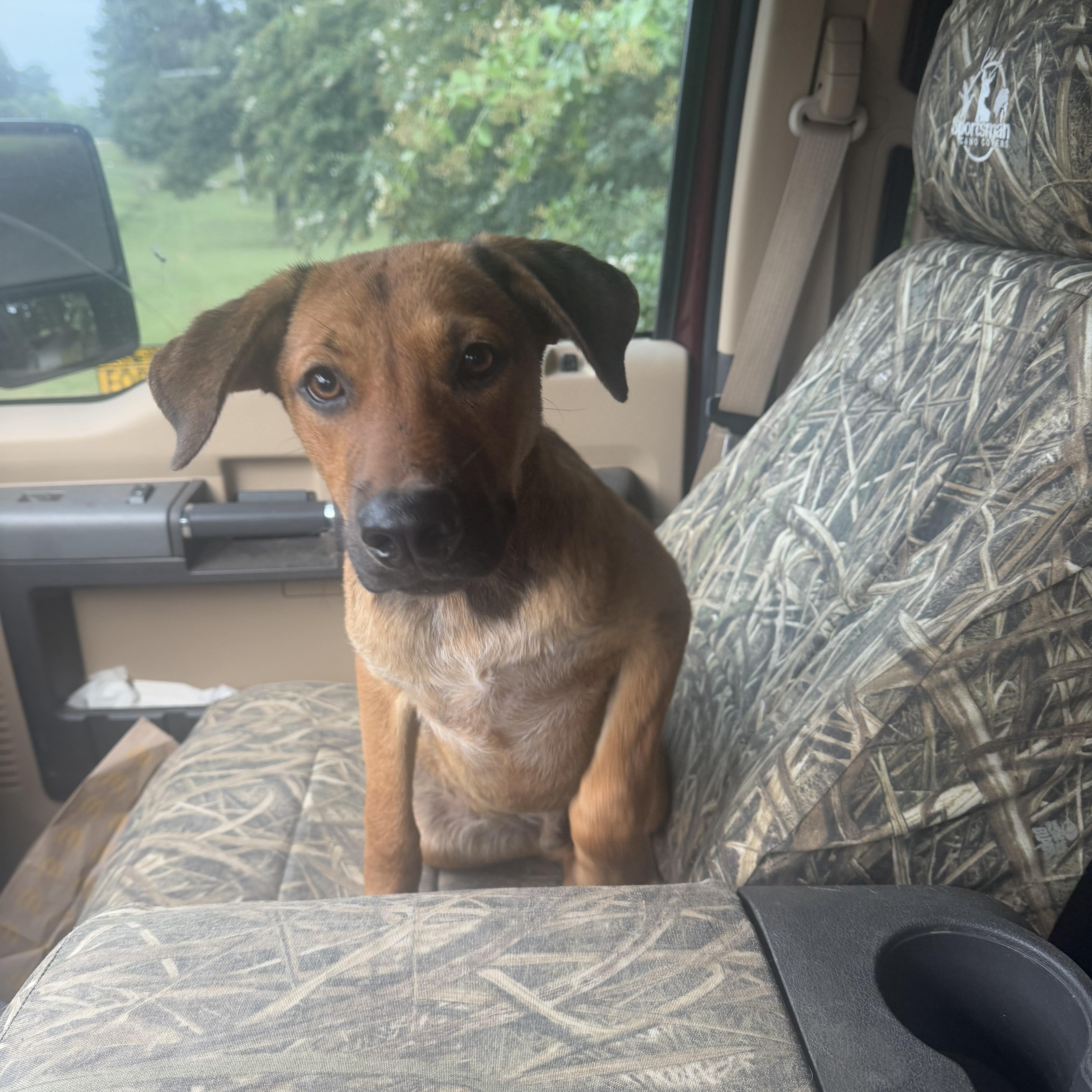 Enlarge Bruno, a Adoptable mixed breed in Holly Springs, MS image 2/3