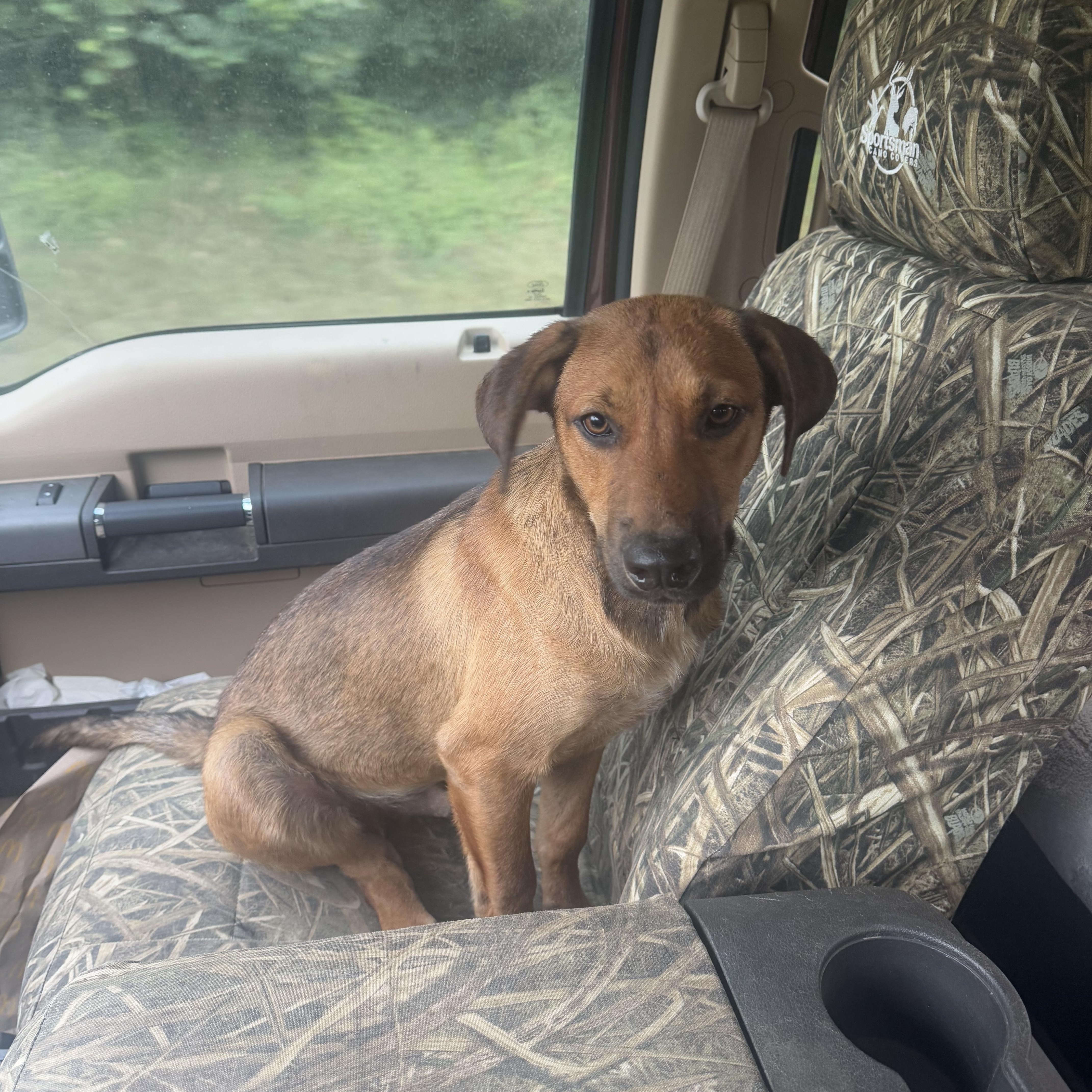 Enlarge Bruno, a Adoptable mixed breed in Holly Springs, MS image 3/3