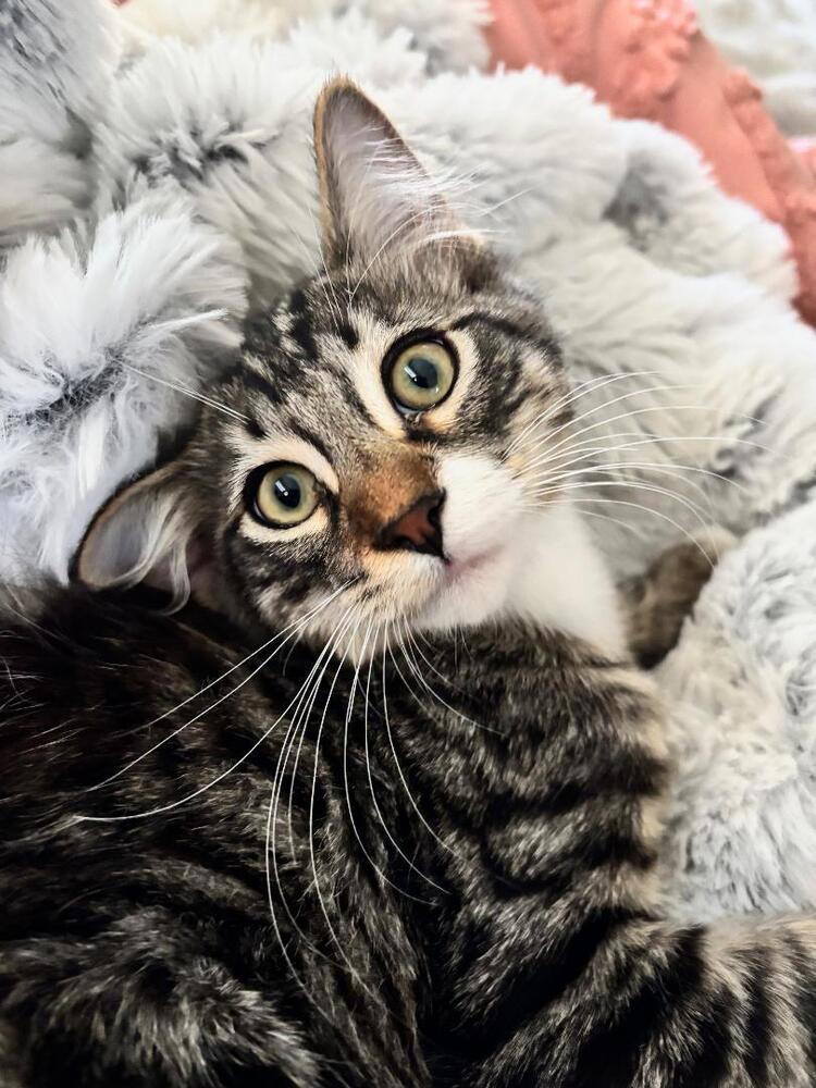 Enlarge Roderick Usher, a Adoptable mixed breed in Richardson, TX image 2/6