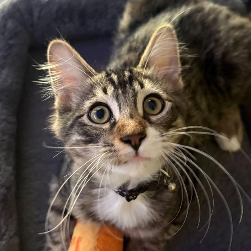 Enlarge Roderick Usher, a Adoptable mixed breed in Richardson, TX image 3/6