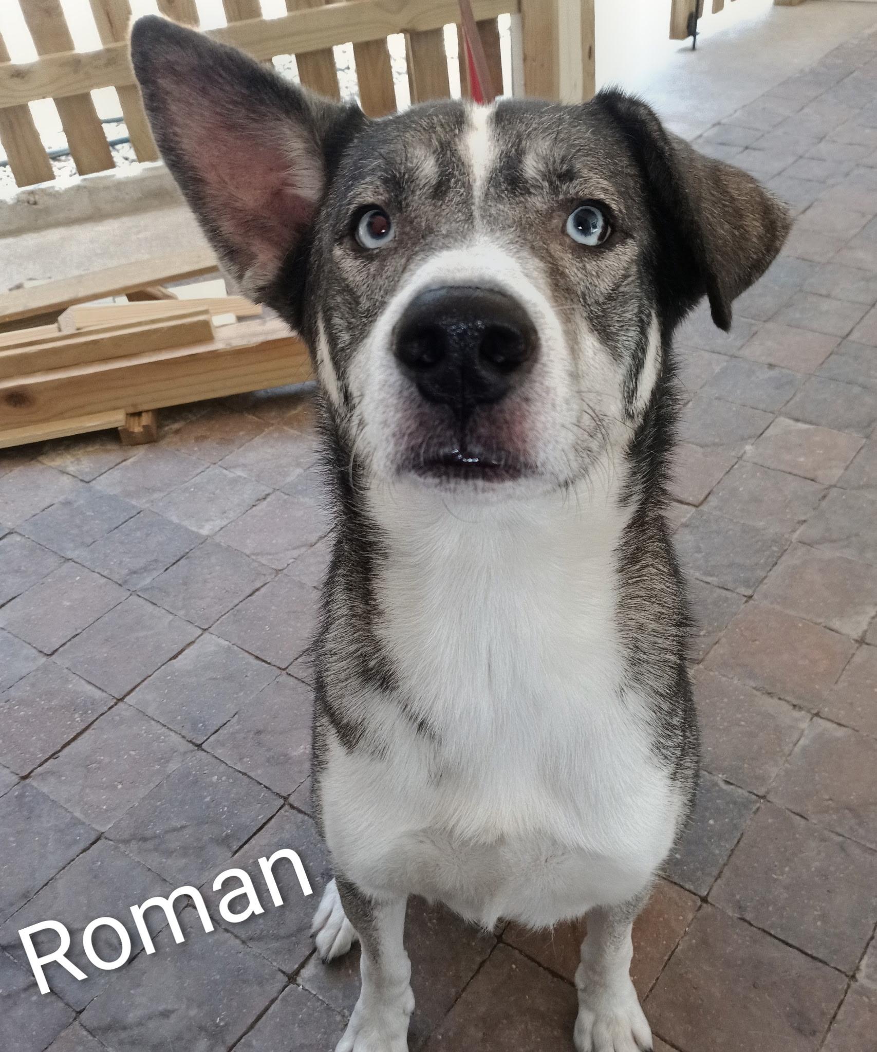 Roman, ADOPTABLE, Adult Male Husky.