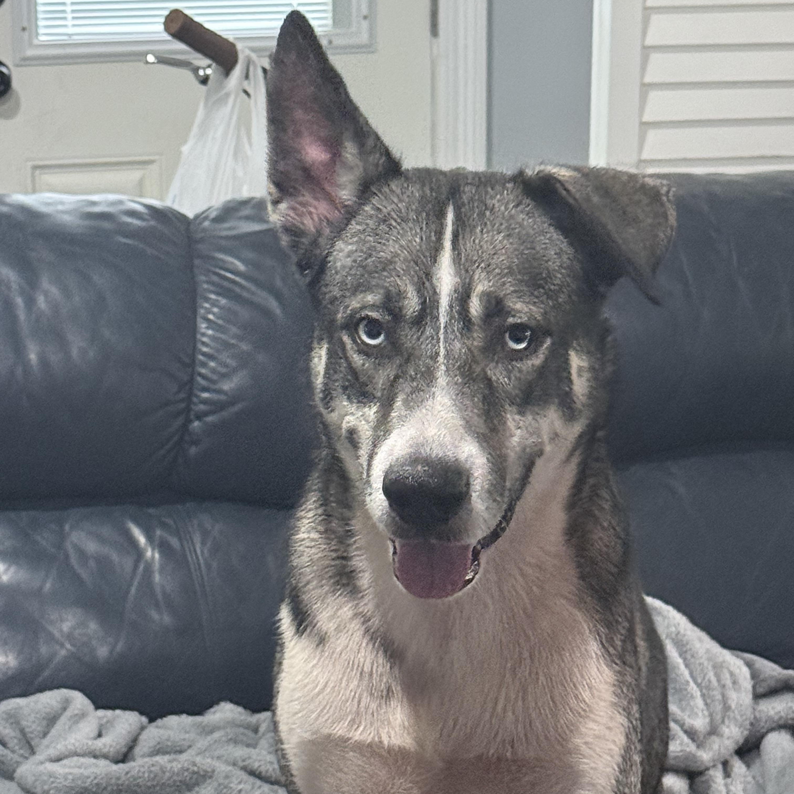 Roman, a ADOPTABLE Husky in Mandeville, LA image 3/6
